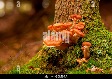 L'Armillaria ostoyae, Allemagne / solidipes (Armillaria) Banque D'Images