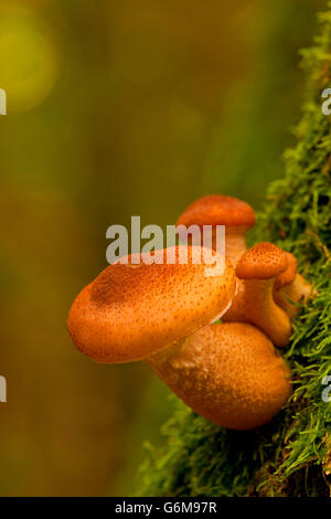 L'Armillaria ostoyae, Allemagne / solidipes (Armillaria) Banque D'Images