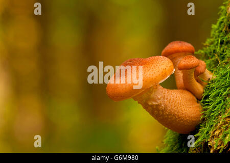 L'Armillaria ostoyae, Allemagne / solidipes (Armillaria) Banque D'Images