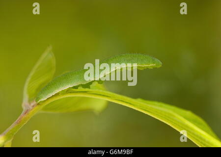 Soufre commun, Caterpillar, Allemagne / (Gonepteryx rhamni) Banque D'Images