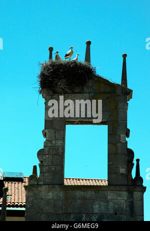 Père, mère et bébé cigogne dans leur nid au sommet d'un 1580 monument à Fernan Gonzalez Banque D'Images