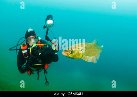 Gravelier, Weissensee, Autriche / (Leuciscus cephalus) Banque D'Images