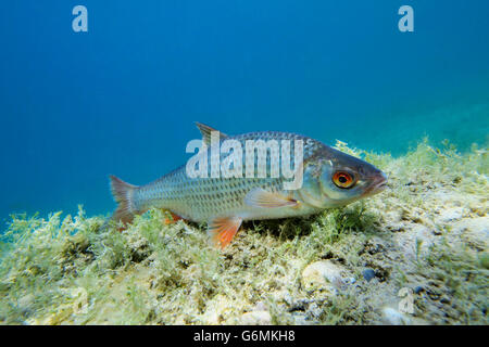 Le Gardon commun / (Rutilus rutilus) Banque D'Images