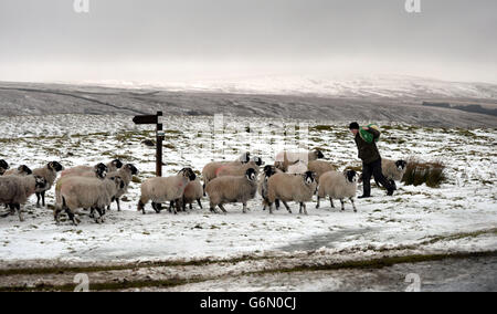 Un homme livre de l'alimentation au bétail près de Kettlewell après la neige et le gel sur une terre élevée dans le nord du Royaume-Uni pendant la nuit. Banque D'Images