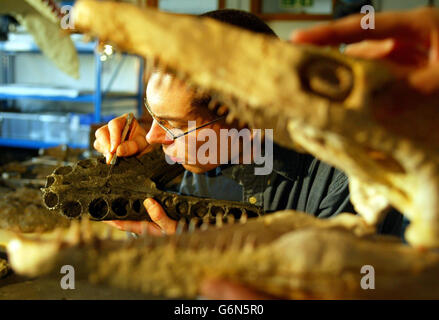 Le Dr Leslie Noe le nettoyage d'un pliosaur Banque D'Images