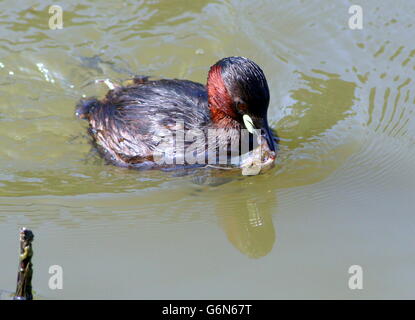 Eurasienne mature Grèbe Castagneux (Tachybaptus ruficollis) Banque D'Images