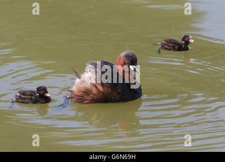 Grèbe eurasien (Tachybaptus ruficollis) avec deux jeunes bébés natation a proximité Banque D'Images