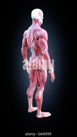 Muscle anatomie humaine illustration détaillée Banque D'Images