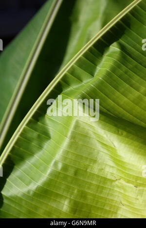 Close up of Fresh Banana Leaf Banque D'Images