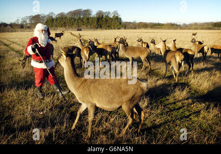 Graeme Taylor, gardien de parc, s'est habillé comme le Père Noël nourrissant des cerfs au Scottish Deer Centre, dans la Bow of Fife, près de St Andrews. Banque D'Images