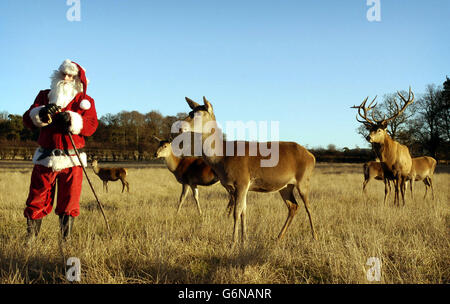 Santa et ses jeunes deers subissent les derniers préparatifs au Scottish Deer Centre avant sa nuit la plus chargée de l'année à la Bow of Fife, près de St Andrews. Banque D'Images