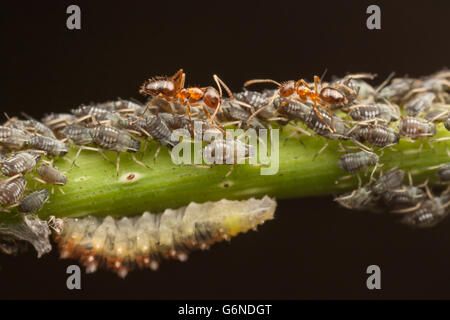 Les fourmis folles (Nylanderia flavipes) tendent les pucerons (Aphis sp.) pour leur miellat tandis qu'une larve de syrphe rss sur les pucerons. Banque D'Images