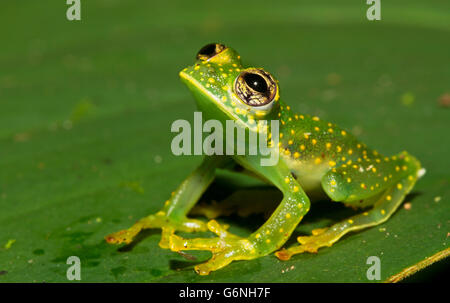 Grenouille de verre (Cochranella albomaculata) tourné en Costa Rica Banque D'Images