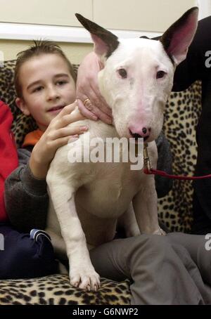 Harley, un chiot Bull Terrier anglais de 19 semaines, joue avec le petit-fils de ses propriétaires, Joseph Hill, 10 ans, dans sa maison de grands-parents à Coleridge, Cambridge, après que le chiot a avalé une chaîne de starter métallique de 16 pouces il y a 10 jours. Banque D'Images