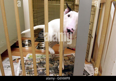 Harley, un chiot Bull Terrier anglais de 19 semaines, joue avec le petit-fils de ses propriétaires, Joseph Hill, 10 ans, dans sa maison de grands-parents à Coleridge, Cambridge, après que le chiot a avalé une chaîne de starter métallique de 16 pouces il y a 10 jours. EFP Monique Strange, qui dirige la chirurgie de Companion Care avec le mari Malcolm Rose à Cambridge, a déclaré: 'J'ai entendu parler de chiens avalant des choses étranges mais jamais une chaîne de starter. Banque D'Images