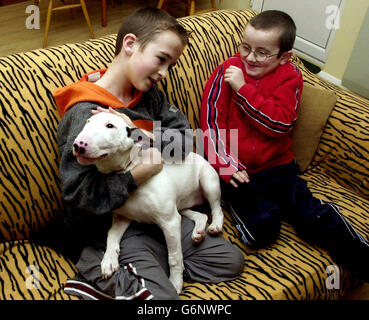 English Bull Terrier avale choke chain Banque D'Images