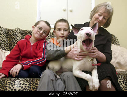 English Bull Terrier avale choke chain Banque D'Images