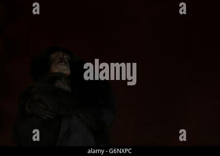 Parc animalier de Fota.Deux siamang gibbons au parc animalier de Fota à Co. Cork, Irlande. Banque D'Images