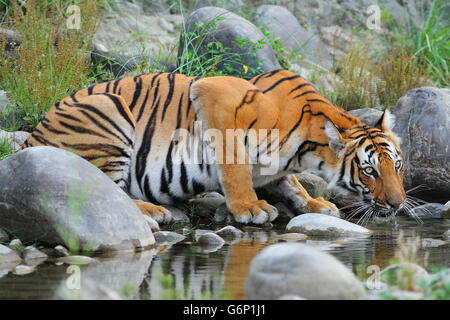 Close up d'un tigre à l'eau potable à un étang Banque D'Images