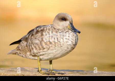Portrait d'horizontale, Marmaronette marbrée Marmaronetta angustirostris, adulte de sexe féminin reposant sur un rocher. Banque D'Images
