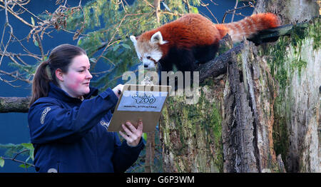 Lucy Edwards, gardien principal du personnel du zoo de Chester, compte les pandas rouges lors d'un inventaire annuel au zoo de Chester, à Chester. Banque D'Images