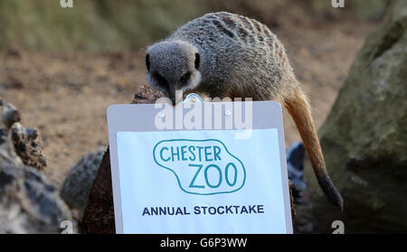 Lucy Edwards, responsable du personnel du zoo de Chester, compte les meerkats lors d'un inventaire annuel au zoo de Chester, à Chester. Banque D'Images