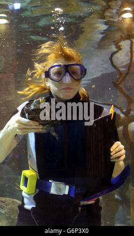 Andrea Swatman, gardien principal du personnel de l'aquarium du zoo de Chester, compte des tortues lors d'un inventaire annuel au zoo de Chester, à Chester. Banque D'Images