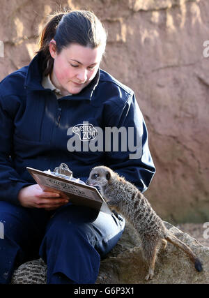 Lucy Edwards, responsable du personnel du zoo de Chester, compte les meerkats lors d'un inventaire annuel au zoo de Chester, à Chester. Banque D'Images