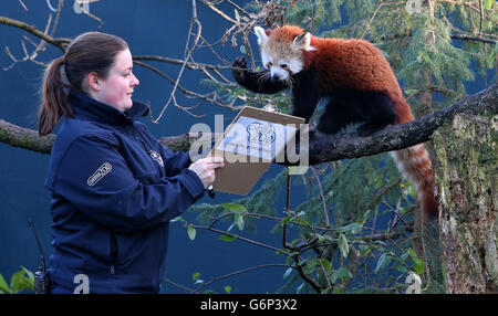 Lucy Edwards, gardien principal du personnel du zoo de Chester, compte les pandas rouges lors d'un inventaire annuel au zoo de Chester, à Chester. Banque D'Images