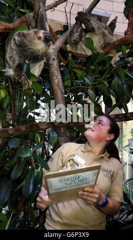 Lucy Edwards, gardien principal du personnel du zoo de Chester, compte le paresseux lors d'un inventaire annuel au zoo de Chester, à Chester. Banque D'Images