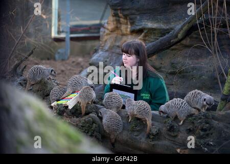 Le gardien de zoo Tegan McPhail compte les meerkats lors du bilan annuel au zoo ZSL de Londres, Regent's Park, Londres. Banque D'Images