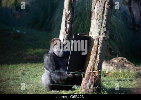 Le gorille des basses terres de l'ouest masculin Kumbuka joue avec un panneau lors du bilan annuel au zoo de Londres ZSL, Regent's Park, Londres. Banque D'Images