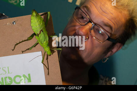 Craig Walker, gardien du zoo, compte les nymths de la jungle lors du bilan annuel au zoo ZSL de Londres, Regent's Park, Londres. Banque D'Images