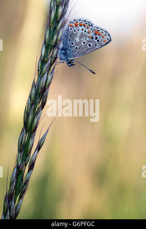 Beau papillon coloré (scenic (photo Banque D'Images