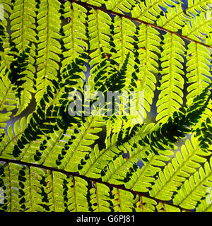 Fougère arborescente australienne vert vif (Dicksonia) feuilles (frondes) par la lumière du soleil en contre-jour Banque D'Images