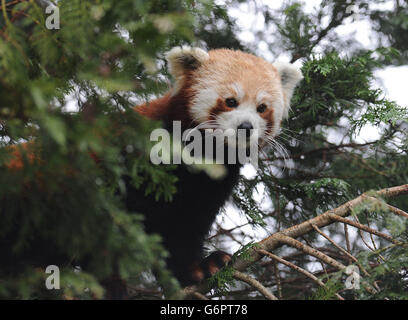 Les pandas roux au Zoo Flamingo Land Banque D'Images