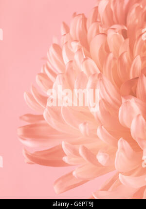 Close up de fleur de chrysanthème, dans les tons de rose et de corail, avec éclairage directionnel. Banque D'Images