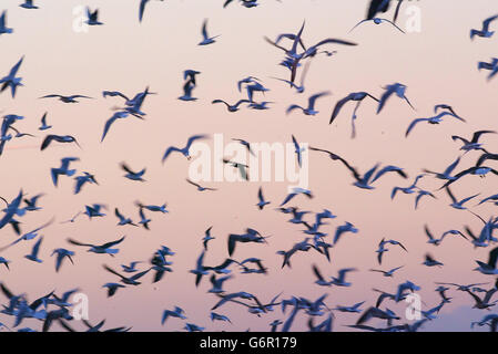 A Flock of seagulls sur Portsmouth Banque D'Images