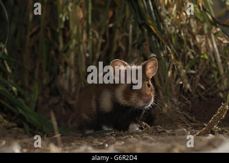 Grand hamster, Europe / (Cricetus cricetus) Banque D'Images