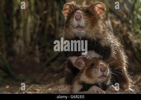 Grand hamster, deux mineurs, est à la recherche du terrier, mère debout derrière, l'Europe (Cricetus cricetus) Banque D'Images