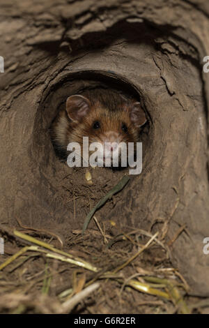 Grand hamster, adulte, femme, en terrier, Europe / ( Cricetus cricetus) Banque D'Images