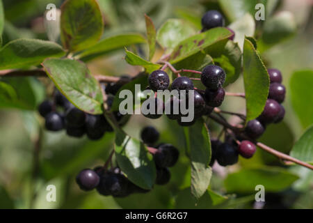 Aronie noire, (Aronia melanocarpa), baies, fruits, avec peine, Basse-Saxe, Allemagne Banque D'Images