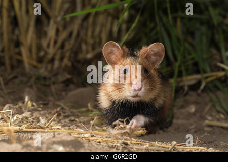 Grand hamster (Cricetus cricetus) , mineur, dans un champ, de l'Europe Banque D'Images