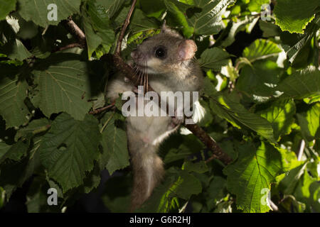 Fat loir, loir , adulte, dans une hazel bush, l'Europe / (Glis glis) Banque D'Images