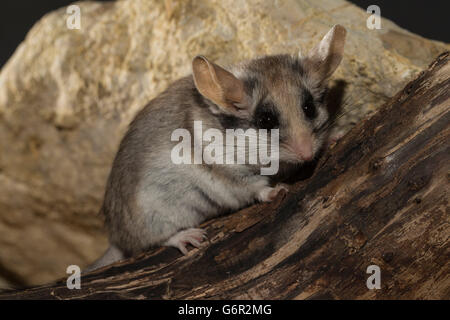 Jardin d'Asie loir, adulte, femme, Afrique, Asie / (Eliomys melanurus) Banque D'Images