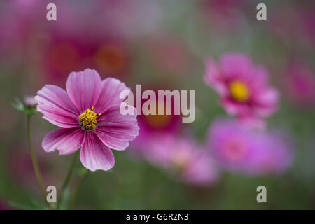 Cosmea bipinnata Cosmos (Cosmos bipinnatus), Banque D'Images