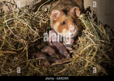 Grand hamster, femme avec youngs, 6 jours, au terrier, europe, (Cricetus cricetus) Banque D'Images