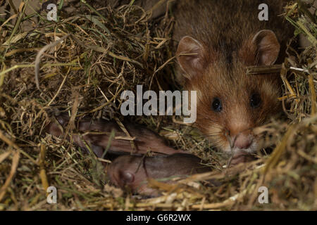 Grand hamster, femme avec youngs, 6 jours, au terrier, europe, (Cricetus cricetus) Banque D'Images