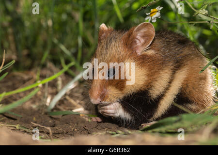 Grand hamster, adulte, femme, dans l'herbe, l'Europe, (Cricetus cricetus) Banque D'Images