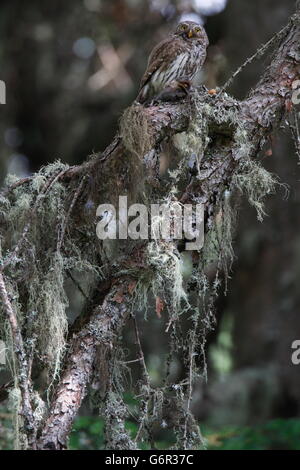 Chouette naine avec les proies, Carinthie, Autriche / (Glaucidium passerinum) Banque D'Images